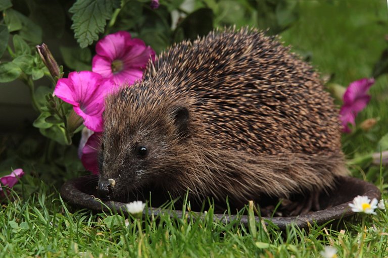Igel