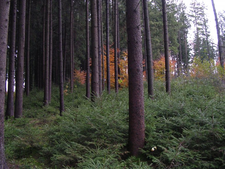 Waldberatung2