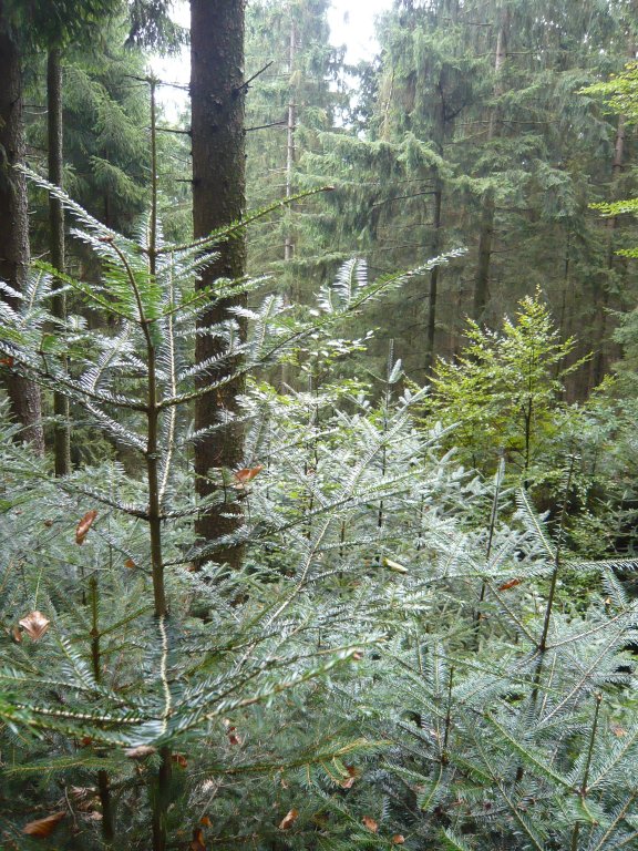 Waldberatung3