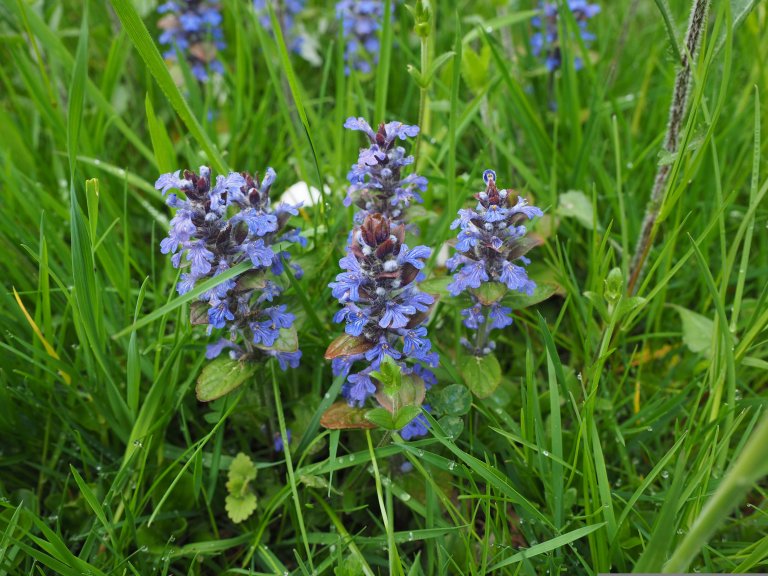 Naturgartenberatung Naturgartenberatung