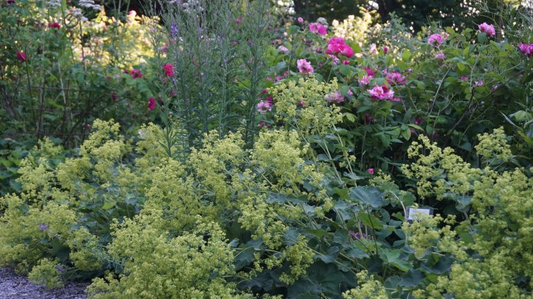 Rosengarten im Juli 2026