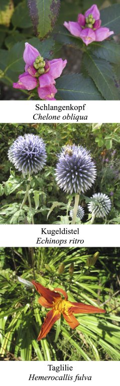 Rosengarten im Juni 2026