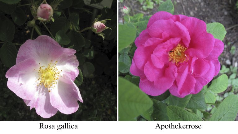 Nachrichten aus dem Rosengarten