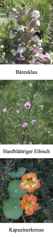 Neues aus dem Rosengarten im Mai 2026