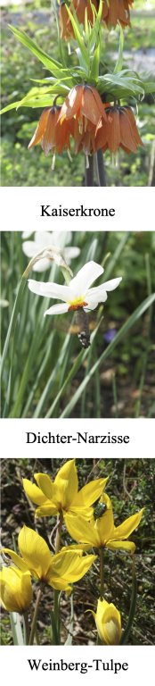 Neues aus dem Rosengarten im Mai 2026
